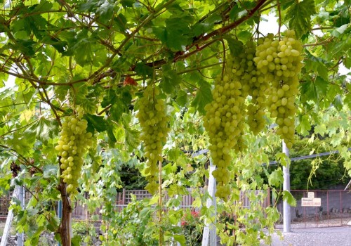 Výsadba, rez a tvarovanie viniča