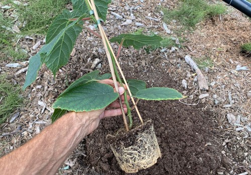 Úloha mykoríznych húb v ekologickom poľnohospodárstve