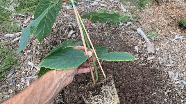 Úloha mykoríznych húb v ekologickom poľnohospodárstve