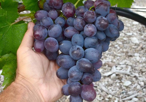 Význam šľachtenia stolového viniča na odolnosť voči chorobám.