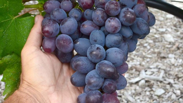 Význam šľachtenia stolového viniča na odolnosť voči chorobám.