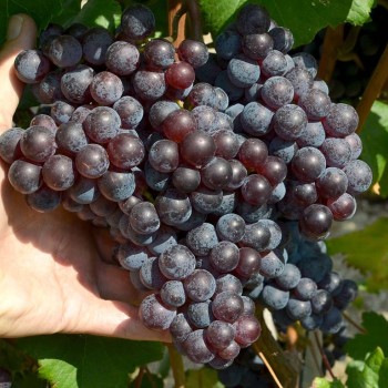 ANASTASJA bezsemenný rezistentný stolový vinič