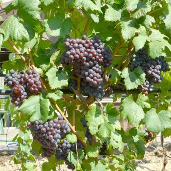 ANASTASJA bezsemenný rezistentný stolový vinič