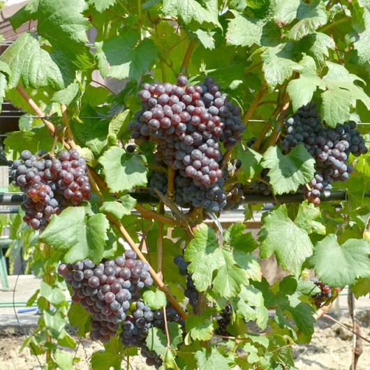 ANASTASJA bezsemenný rezistentný stolový vinič