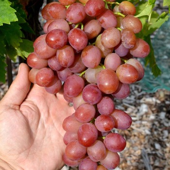 DŽIN bezsemenný rezistentný stolový vinič