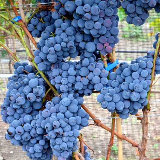 Glenora bezsemenný stolový vinič