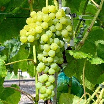 HIMROD TETRAPLOID bezsemenný rezistentný stolový vinič