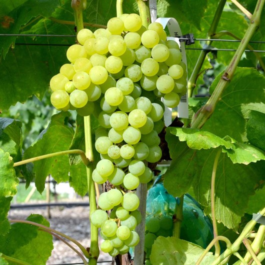 HIMROD TETRAPLOID bezsemenný rezistentný stolový vinič