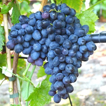 IVANKA bezsemenný rezistentný stolový vinič