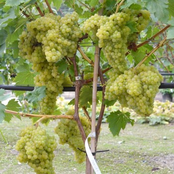 JUBILEJ bezsemenný rezistentný stolový vinič