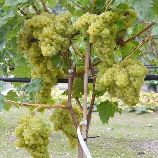 JUBILEJ bezsemenný rezistentný stolový vinič