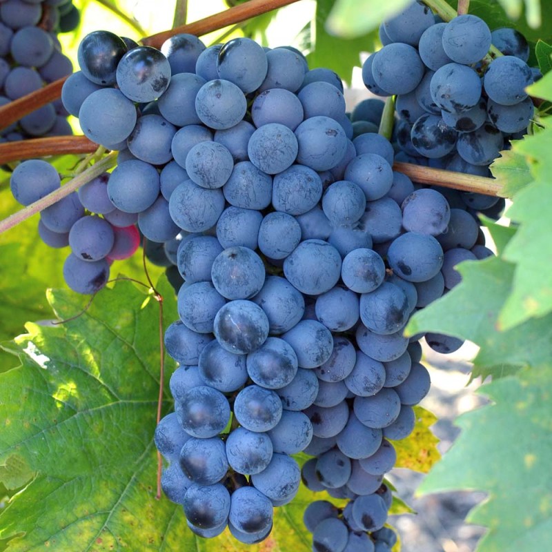JUPITER container grown grape vine