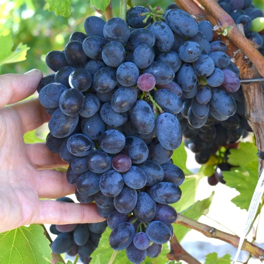 KIŠMIŠ CAR-KUTSKIJ bezsemenný rezistentný stolový vinič