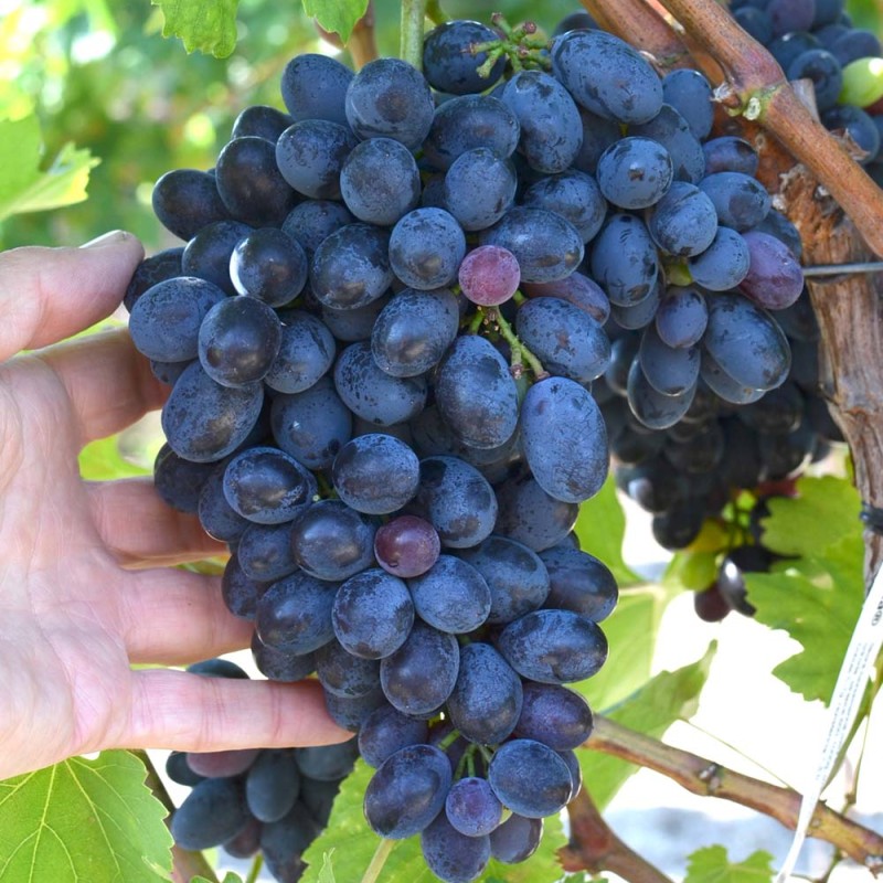 KISHMISH CAR-KUTSKI Table Grape Vine
