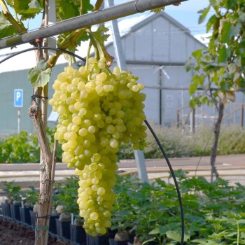 KIŠMIŠ CITRONNYJ bezsemenný rezistentný stolový vinič