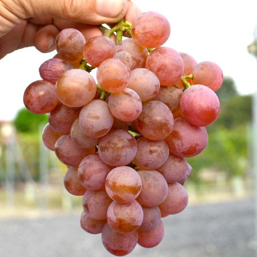 Kišmiš Elita bezsemenný rezistentný stolový vinič