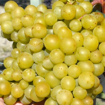 KIŠMIŠ GELIODOR bezsemenný rezistentný stolový vinič