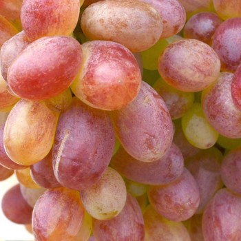 Kišmiš Lučistyj bezsemenný rezistentný stolový vinič