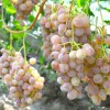 KISHMISH MUSCAT ROZOVY Table Grape Vine