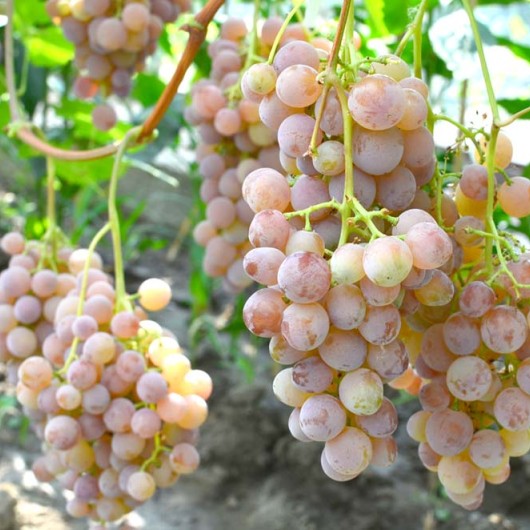 KISHMISH MUSCAT ROZOVY Seedless Table Grape Vine