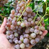 KISHMISH MUSCAT ROZOVY Table Grape Vine