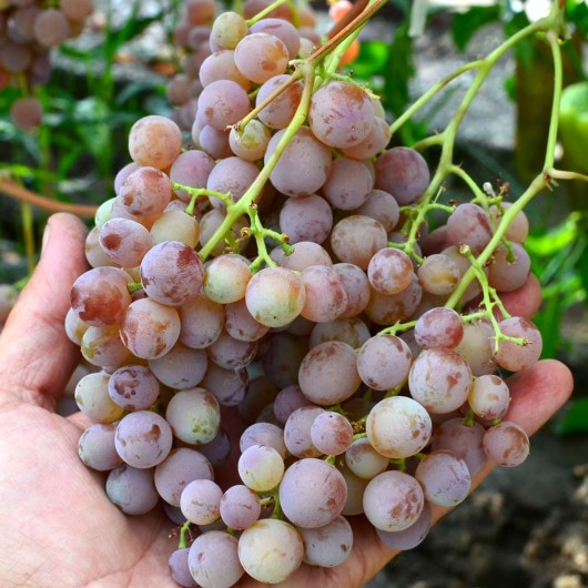 KISHMISH MUSCAT ROZOVY Seedless Table Grape Vine