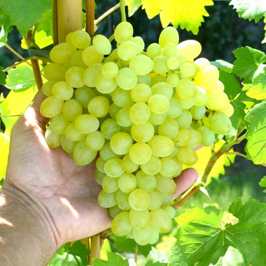 KIŠMIŠ OSENNIJ KRUPNOPLODNYJ bezsemenný rezistentný stolový vinič