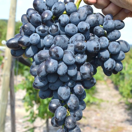 KIŠMIŠ REBEKKA bezsemenné rezistentné stolové hrozno