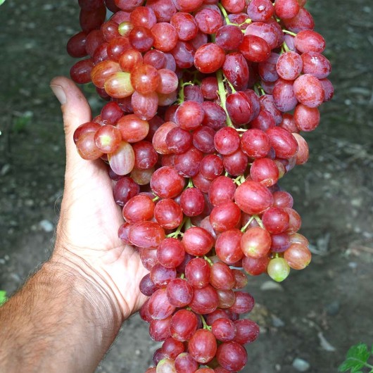 KISCHMISCH VAVILON Kernlose Tafeltraube