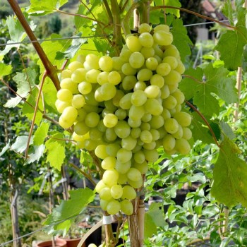 KIŠMIŠ VOLODAR bezsemenný rezistentný stolový vinič