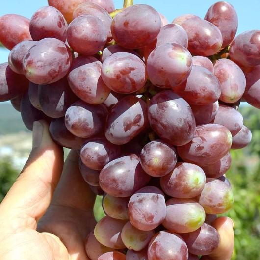 KISHMISH ZAPOROZHSKY Seedless Table Grape Vine