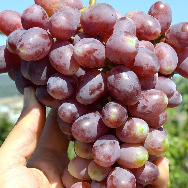KISHMISH ZAPOROZHSKY Table Grape Vine