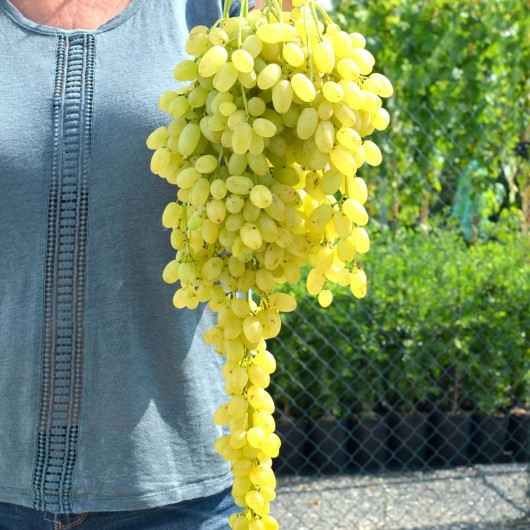 LORUS Kernlose Tafeltraube