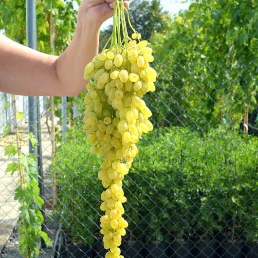 LORUS Kernlose Tafeltraube