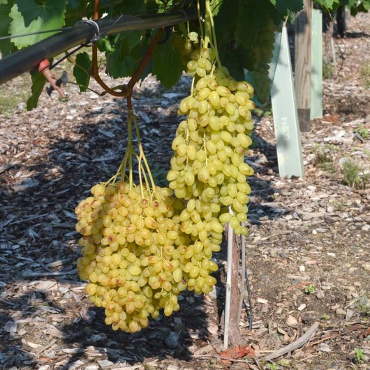 LORUS Kernlose Tafeltraube