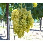 LORUS Seedless bare-root grafted grapevine