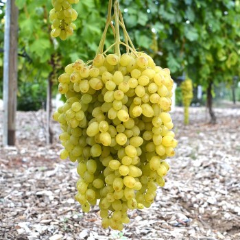 LORUS Kernlose Tafeltraube