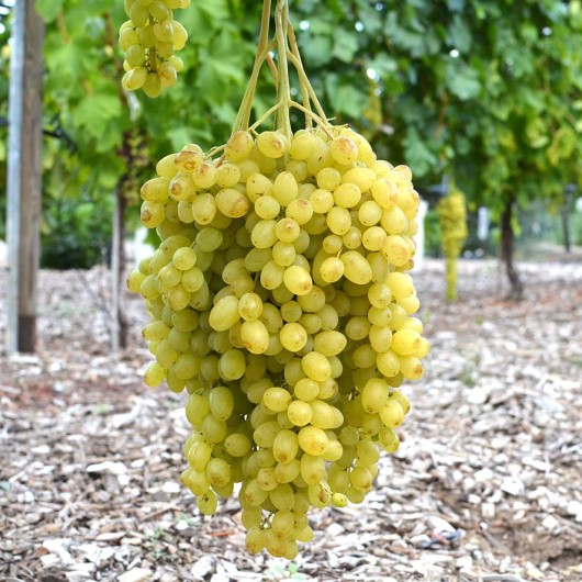 LORUS Kernlose Tafeltraube