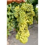 LORUS Seedless bare-root grafted grapevine