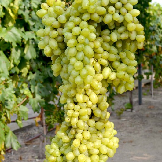 LORUS Kernlose Tafeltraube