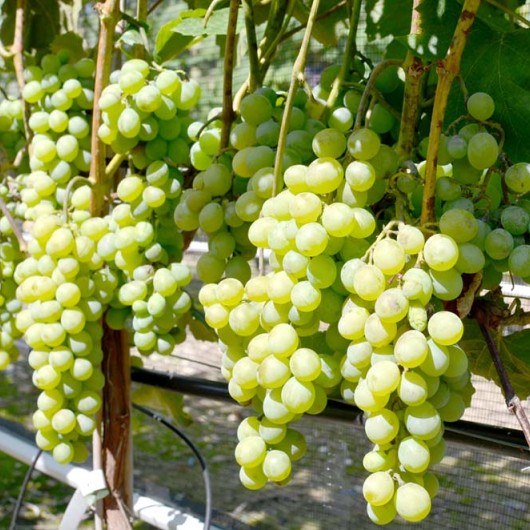 MARQUIS Kernlose Tafeltraube