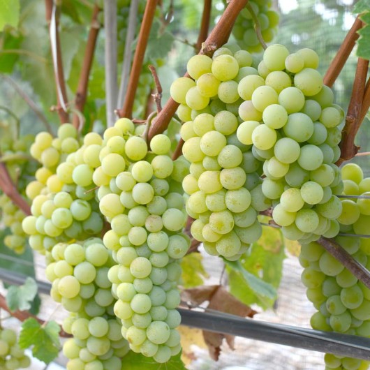 MARQUIS Kernlose Tafeltraube