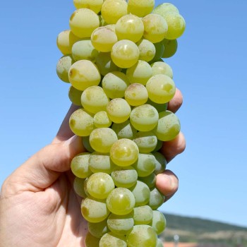 MARQUIS bezsemenný rezistentný stolový vinič