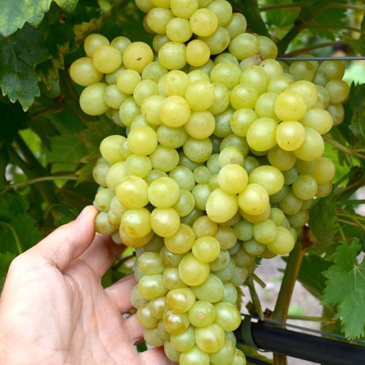 MILLENIUM bezsemenný rezistentný stolový vinič