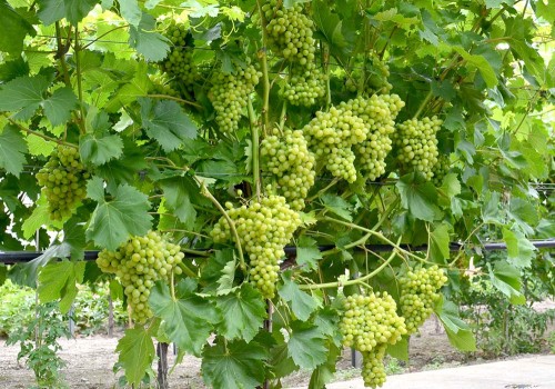 Ak je vinič rezistentný nemusí sa vôbec postrekovať?