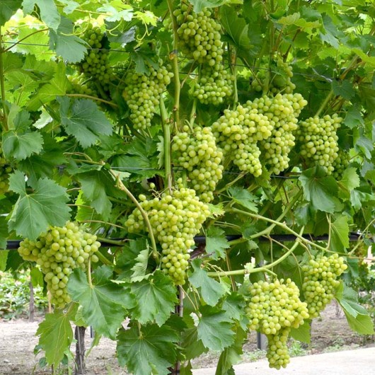 MILLENIUM bezsemenný rezistentný stolový vinič