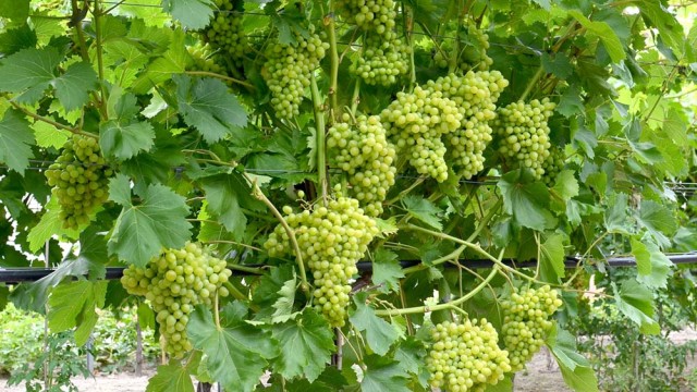 Ak je vinič rezistentný nemusí sa vôbec postrekovať?