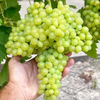 MILLENIUM bezsemenný rezistentný stolový vinič