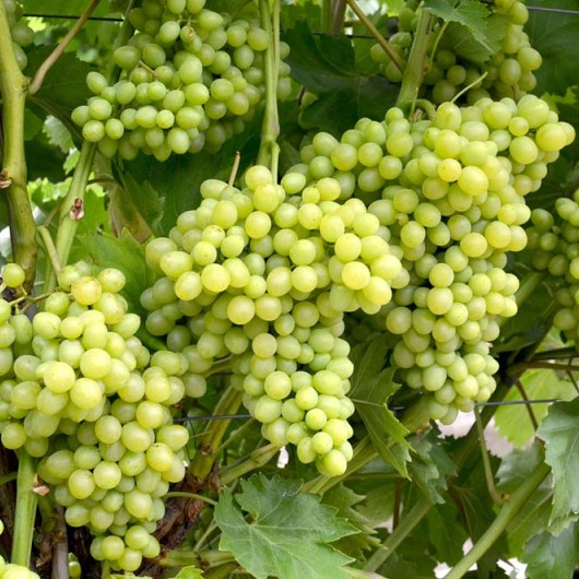 MILLENIUM bezsemenný rezistentný stolový vinič