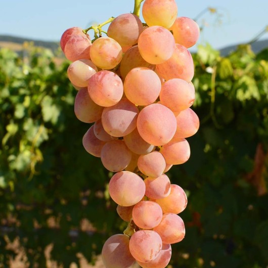 KISHMISH NAKHODKA Seedless Table Grape Vine